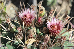 Ferocactus recurvus recurvus
