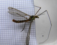 Nephrotoma submaculosa