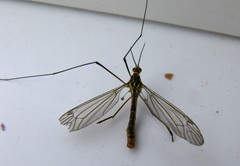 Nephrotoma submaculosa