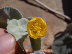 Abutilon reventum
