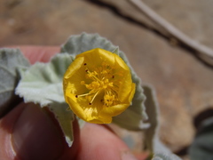 Abutilon reventum