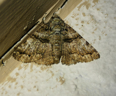 Metria amella