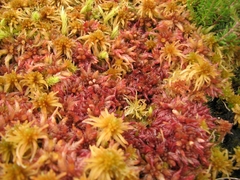 Sphagnum magellanicum