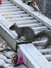 Sciurus carolinensis