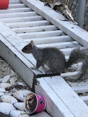 Sciurus carolinensis