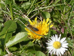 Andrena flavipes