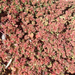 Euphorbia densiflora