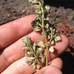 Euphorbia densiflora