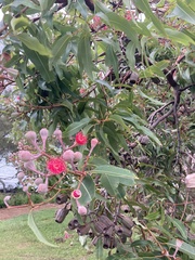Corymbia ptychocarpa