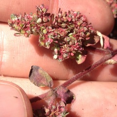 Euphorbia densiflora