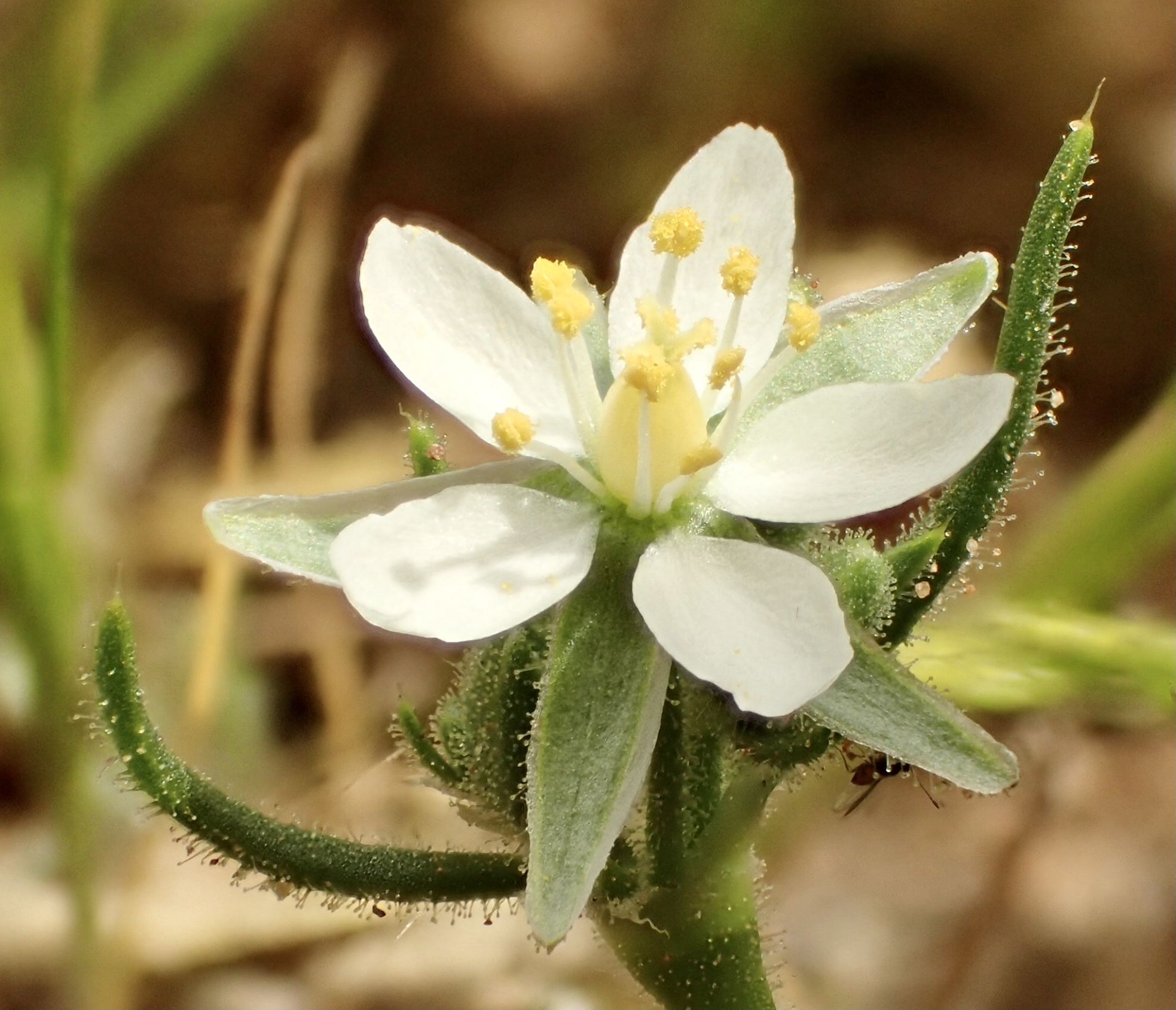 Spergularia villosa