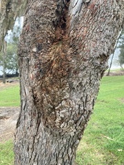 Corymbia ptychocarpa