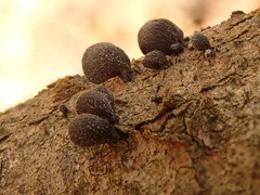 Panellus violaceofulvus