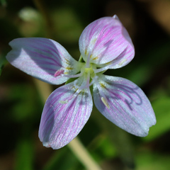 Claytonia virginica