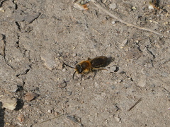 Andrena haemorrhoa