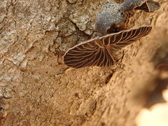 Panellus violaceofulvus