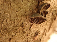 Panellus violaceofulvus