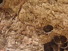 Panellus violaceofulvus