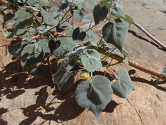 Abutilon reventum