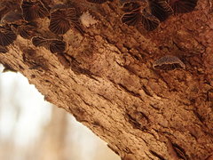 Panellus violaceofulvus
