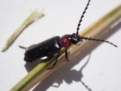Ditemnus bidentatus