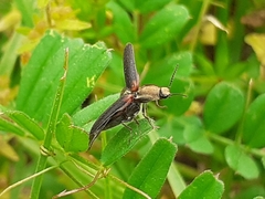 Athous scapularis