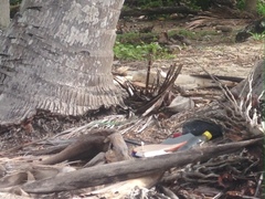 Cnemidophorus duellmani