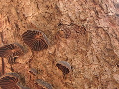 Panellus violaceofulvus
