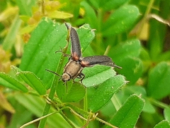 Athous scapularis