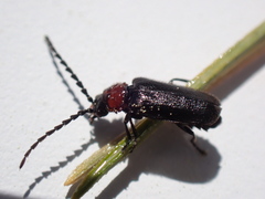 Ditemnus bidentatus
