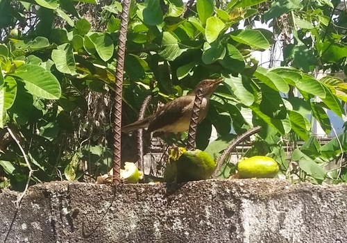 Floodplain Thrush