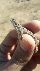 Liolaemus wiegmannii