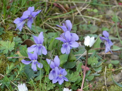 Viola × bavarica