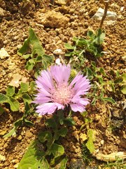 Centaurea pullata