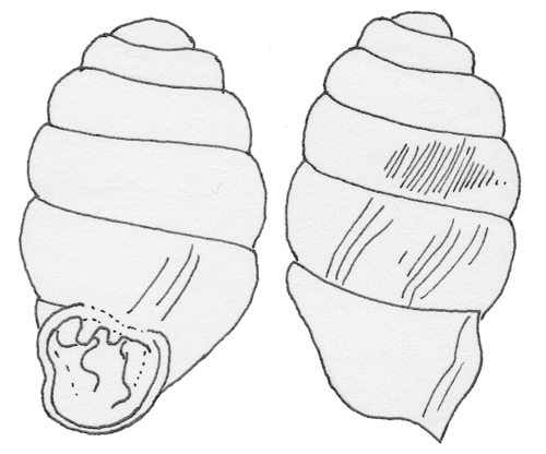 Narrow-mouthed Whorl Snail