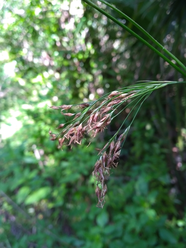Image of Rhynchospora odorata by (c) Scott Ward, some rights reserved (CC BY)