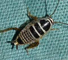 Phyllodromica subaptera