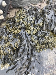 Fucus ceranoides