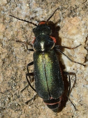 Clanoptilus abdominalis