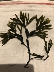 Fucus ceranoides