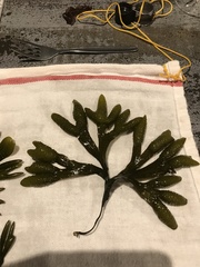 Fucus ceranoides