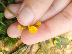 Scorpiurus muricatus