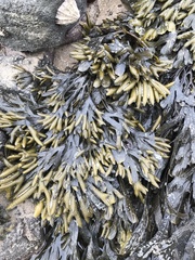 Fucus ceranoides