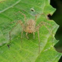 Thaumasia argenteonotata
