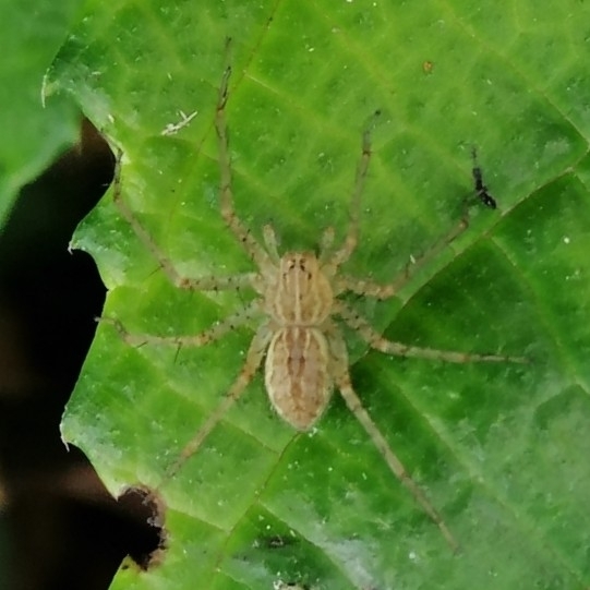 nursery web spiders