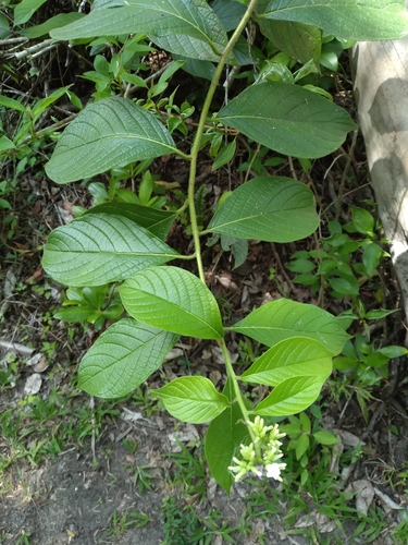 Heliotropium verdcourtii, photograph 1
