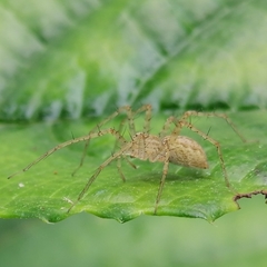 Thaumasia argenteonotata