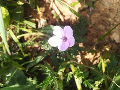 Erodium acaule