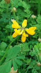 Securigera securidaca