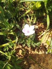 Erodium acaule